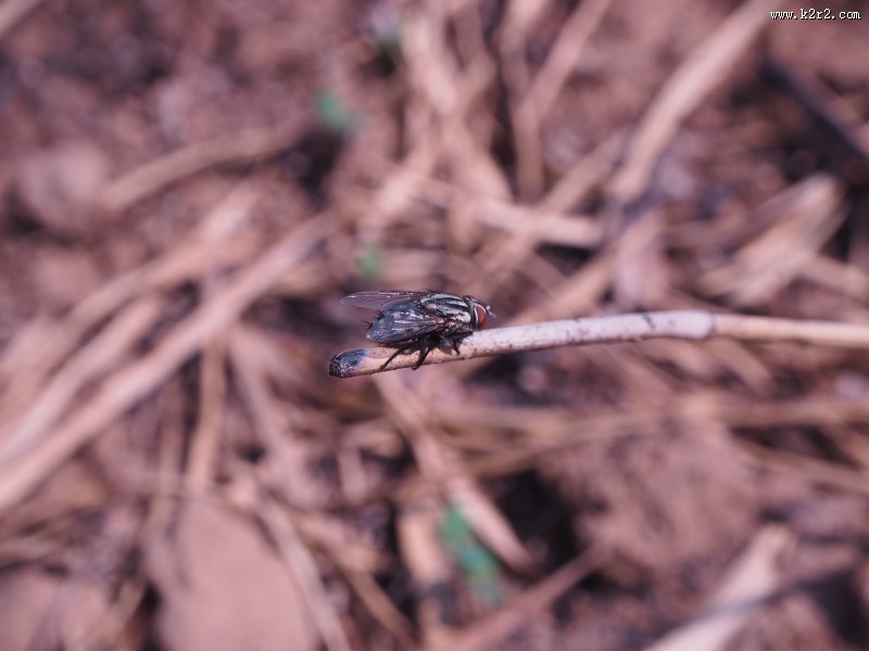 苍蝇高清图片