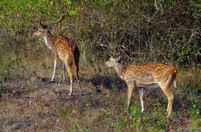 漂亮的梅花鹿图片