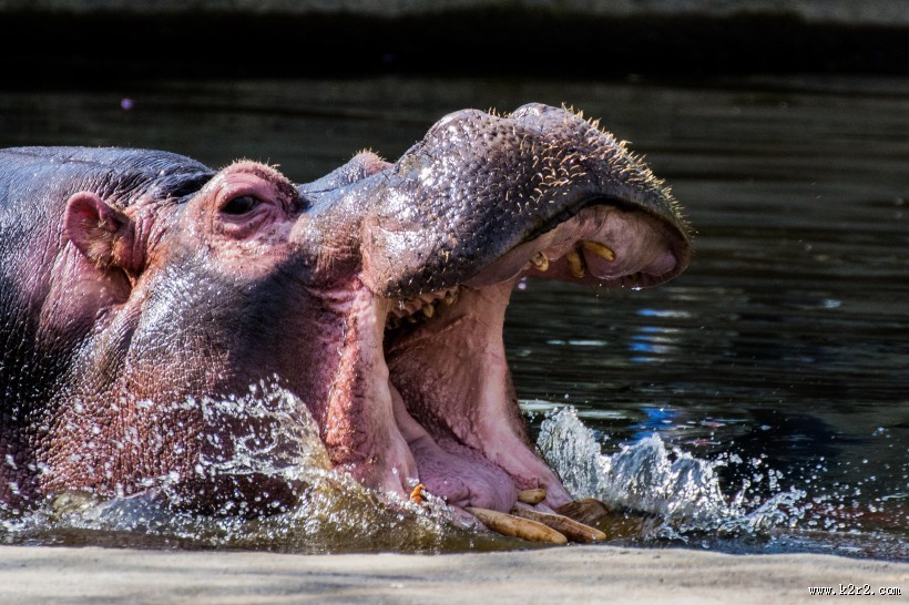 河马图片