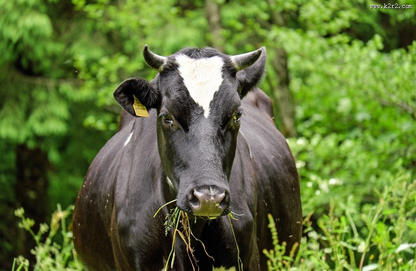 奶牛高清图片