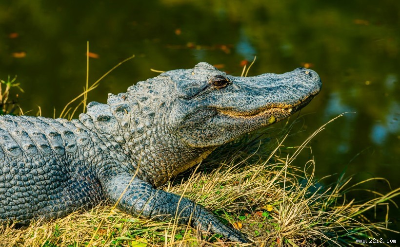 凶猛的鳄鱼图片大全