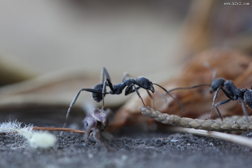 蚂蚁高清图片