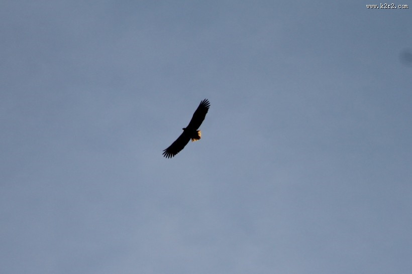 飞翔的老鹰图片大全