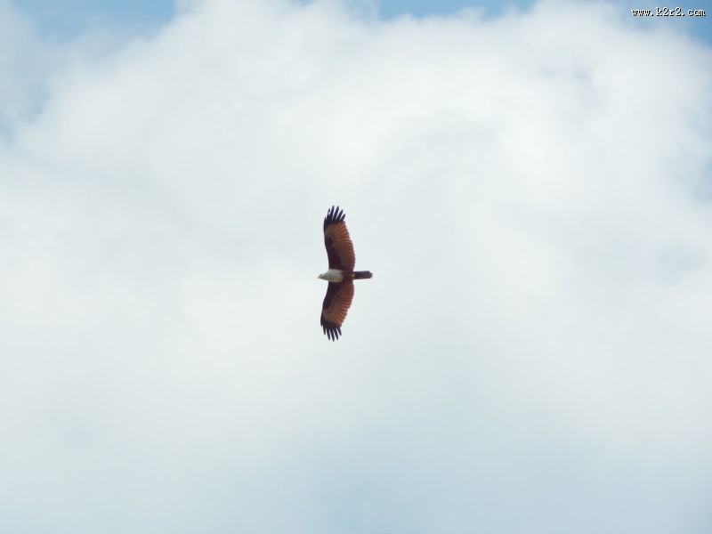 飞翔的老鹰图片大全