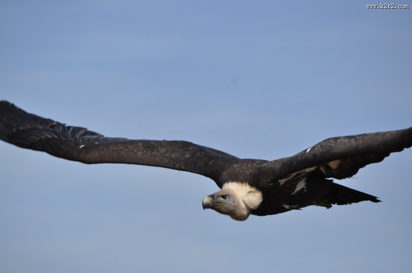 飞翔的老鹰图片大全