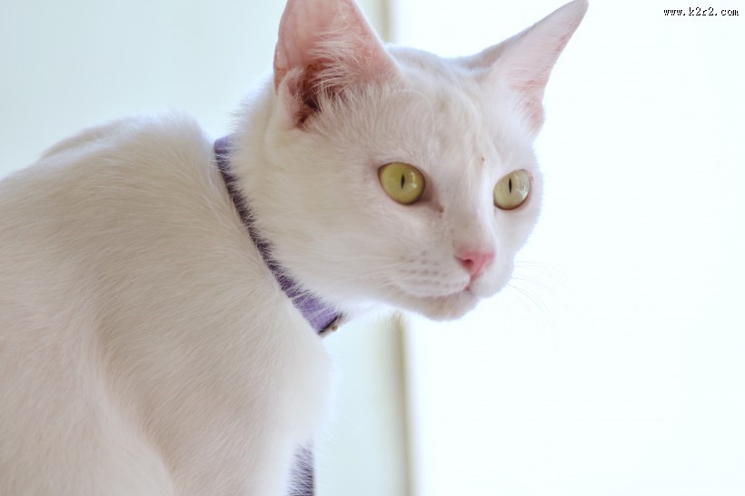 可爱白色猫咪图片大全