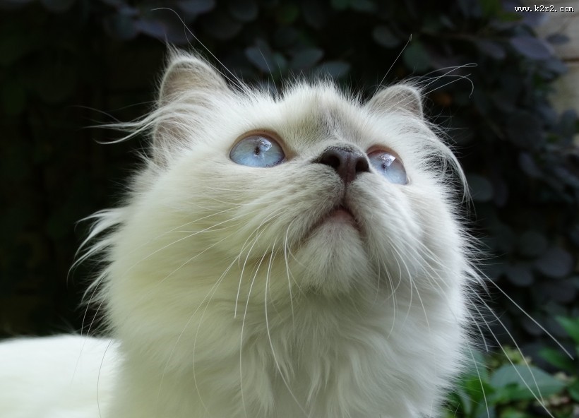 可爱白色猫咪图片大全