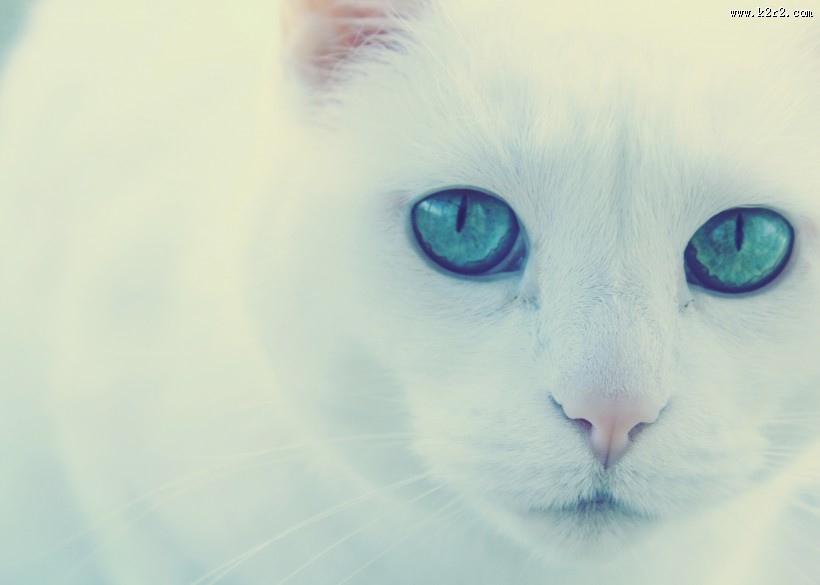可爱白色猫咪图片大全