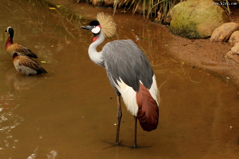 灰色丹顶鹤图片大全