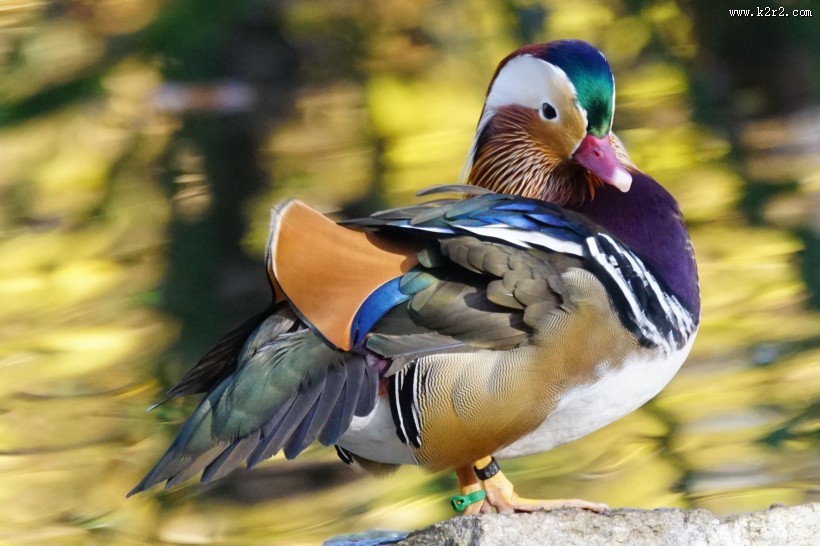 美丽的鸳鸯图片