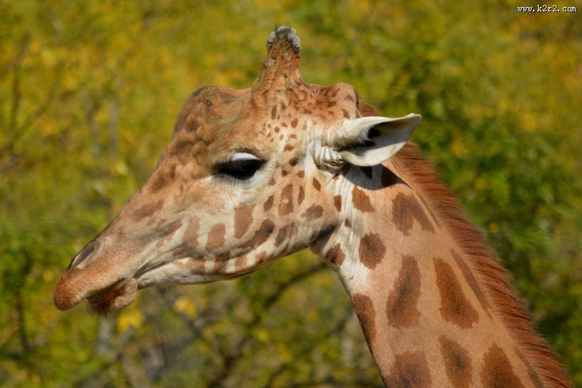 长颈鹿高清图片