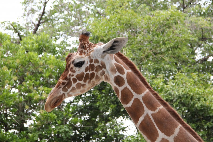 长颈鹿高清图片