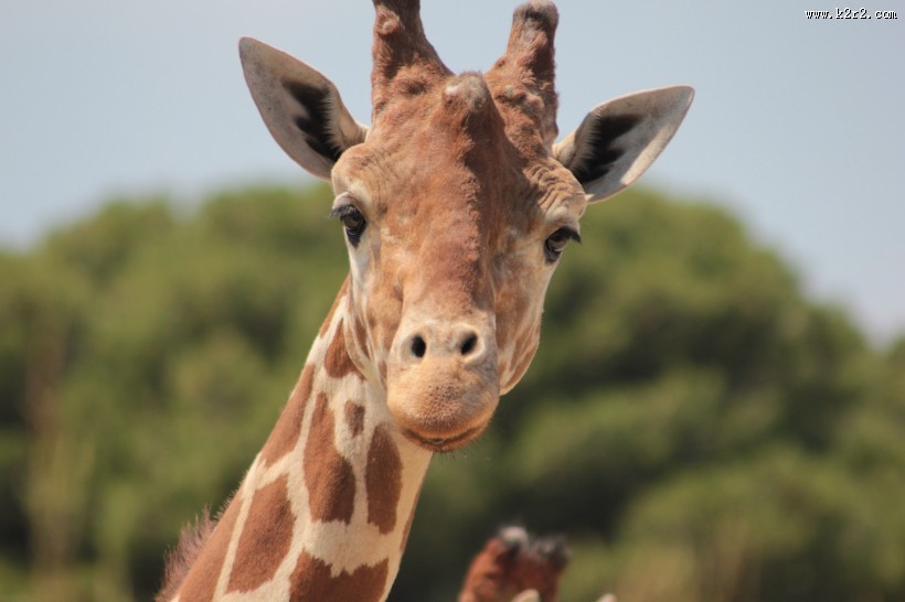 长颈鹿高清图片
