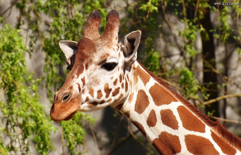 长颈鹿高清图片