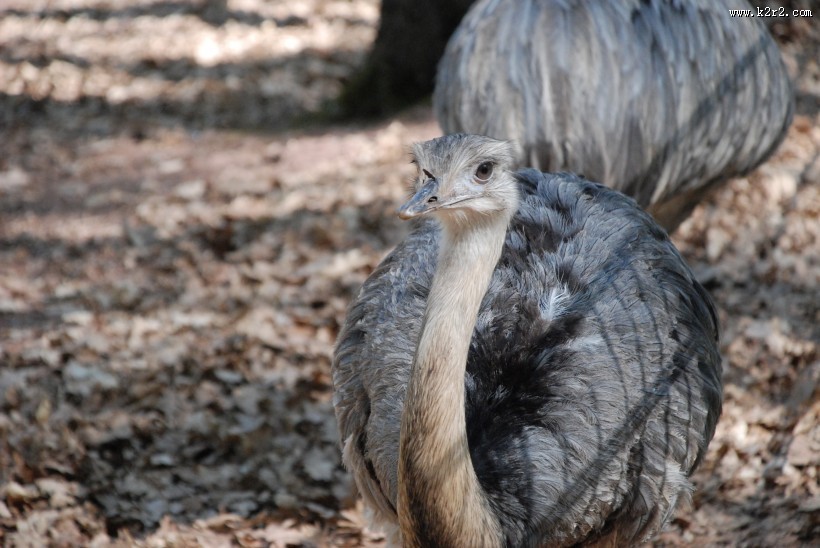 鸵鸟高清图片