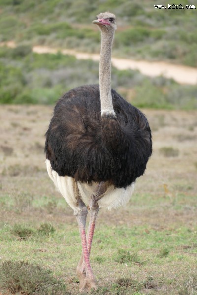 鸵鸟高清图片