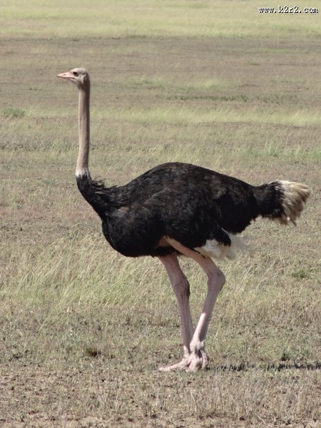 鸵鸟高清图片