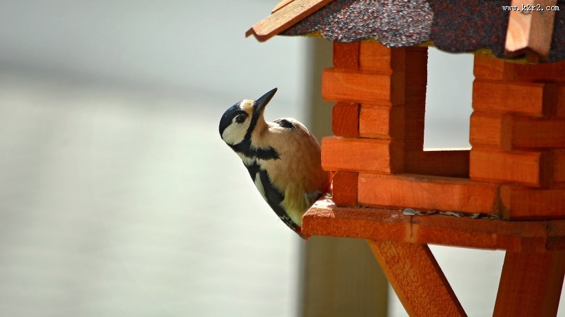 啄木鸟高清图片