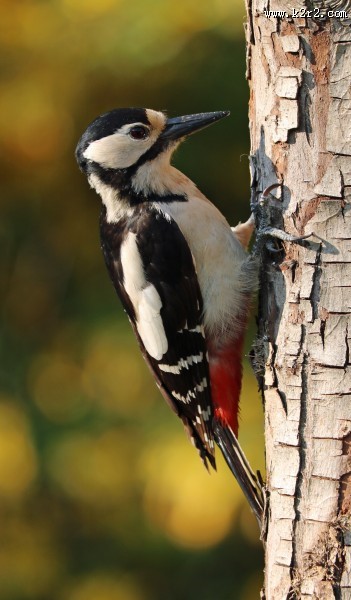 啄木鸟高清图片
