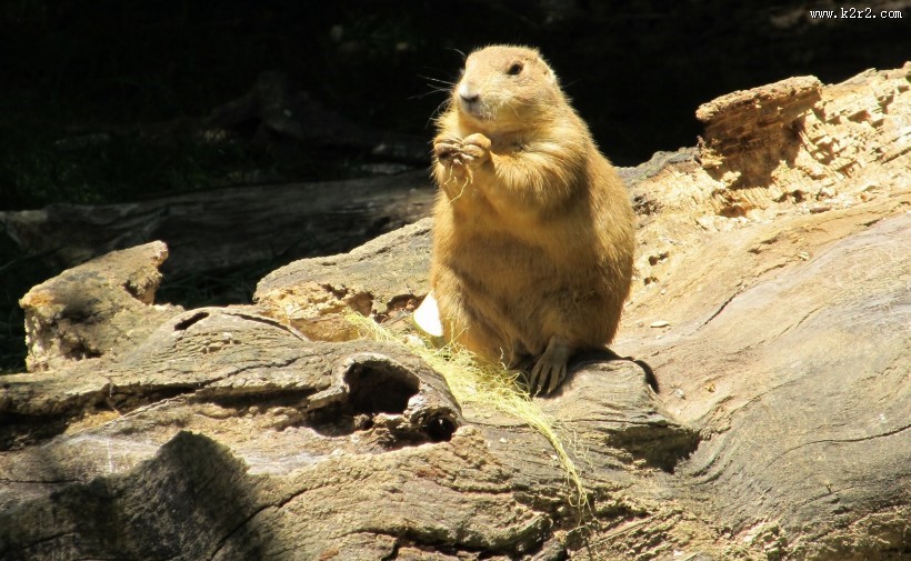 萌萌的土拨鼠图片