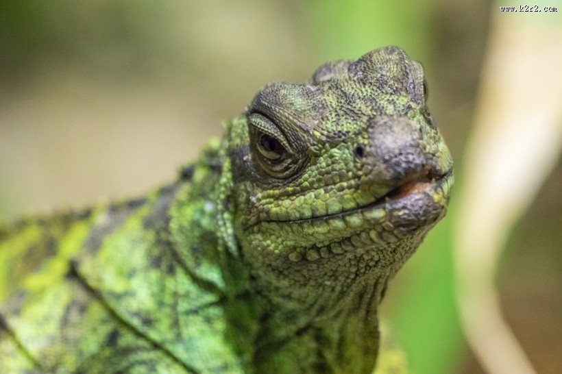 蜥蜴图片大全