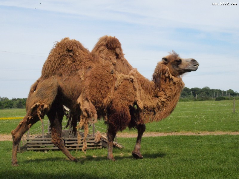 骆驼高清图片
