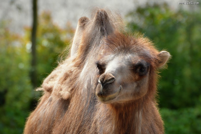 骆驼高清图片
