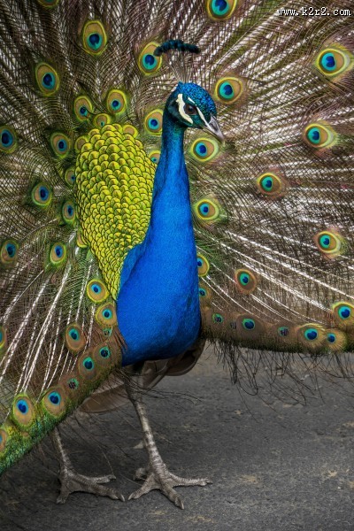 漂亮的孔雀开屏图片