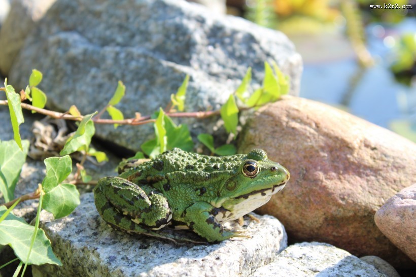 青蛙高清图片