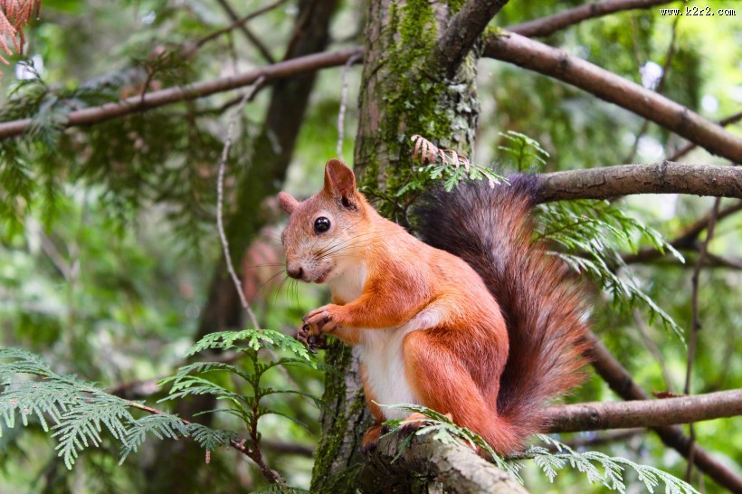 可爱的小松鼠高清图片