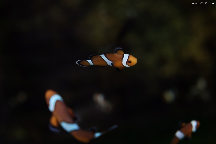 小丑鱼高清图片