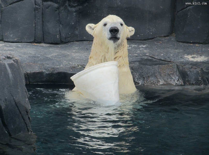 北极熊高清图片