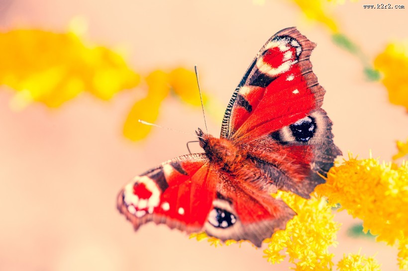 孔雀蝴蝶图片