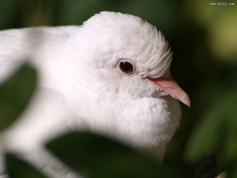 白鸽图片