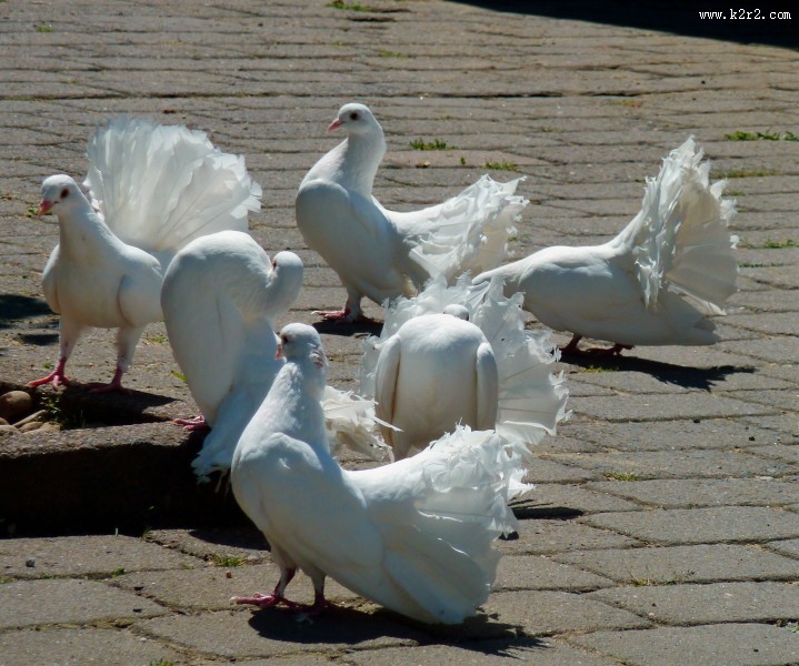 白鸽图片