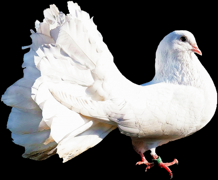 白鸽图片大全