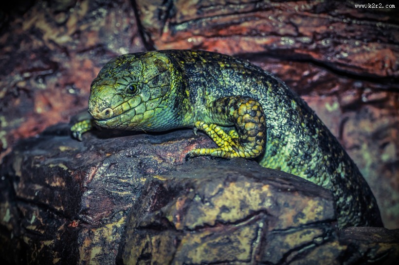 绿色蜥蜴图片大全