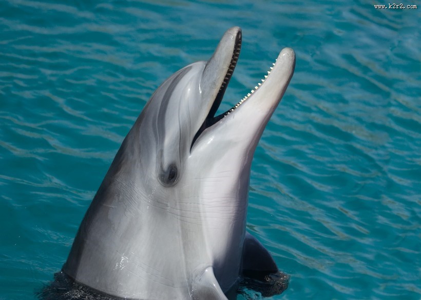 可爱海豚高清图片