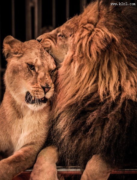 凶猛的狮子图片