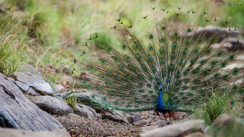 美丽的孔雀图片