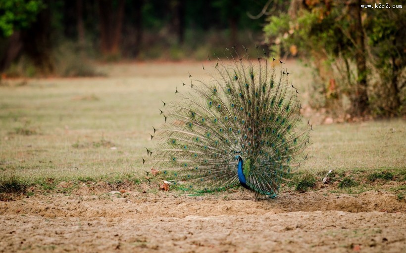 美丽的孔雀图片
