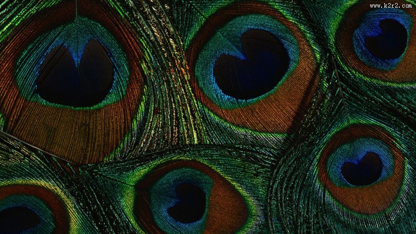 美丽的孔雀图片