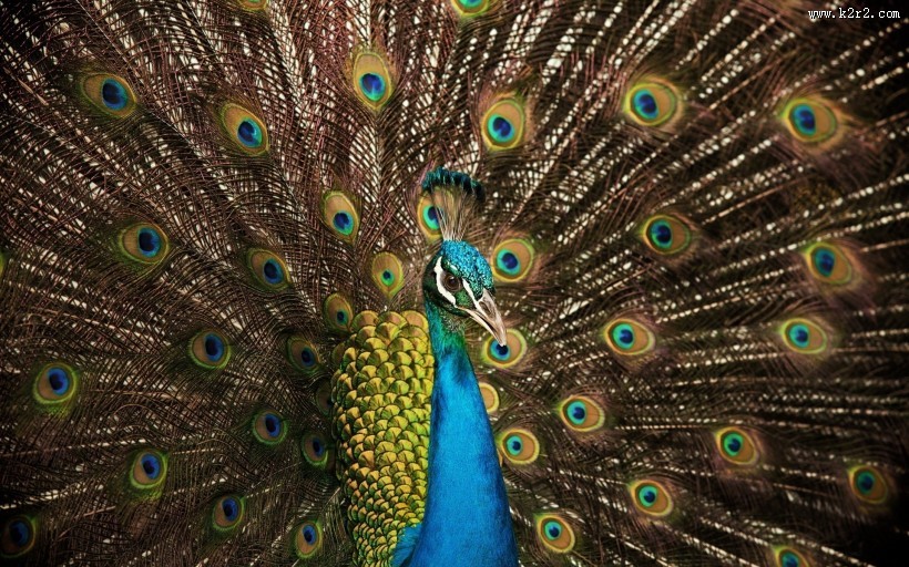 美丽的孔雀图片