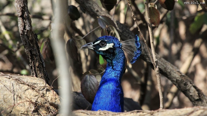 美丽的孔雀图片