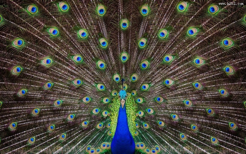 美丽的孔雀图片