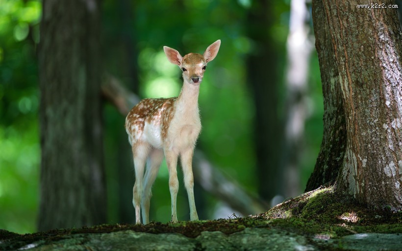 可爱梅花鹿图片