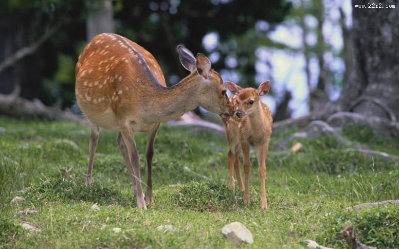 可爱梅花鹿图片