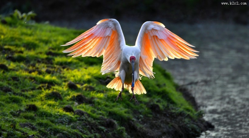 吉祥鸟朱鹮图片