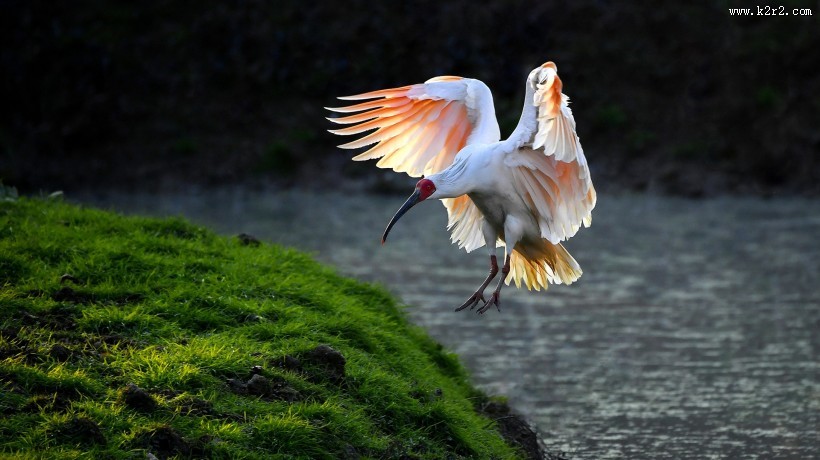 吉祥鸟朱鹮图片
