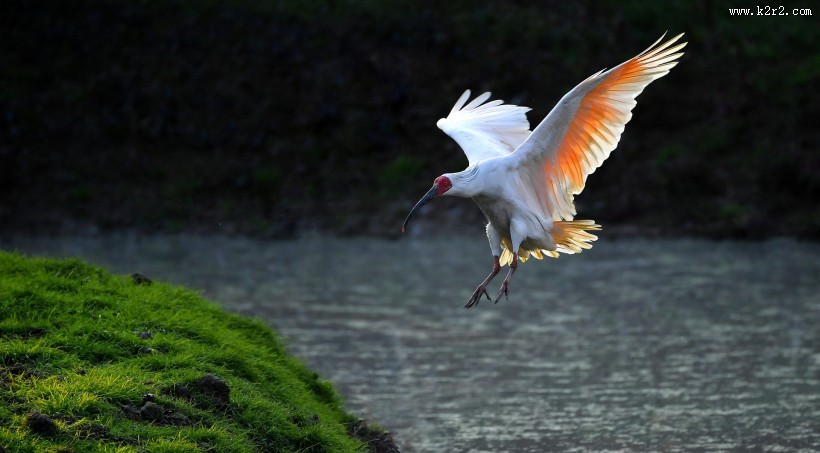 吉祥鸟朱鹮图片